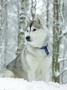 Preview wallpaper husky, dog, collar, snow, hunting