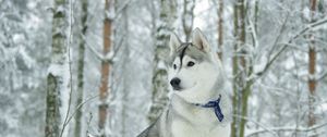 Preview wallpaper husky, dog, collar, snow, hunting