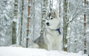 Preview wallpaper husky, dog, collar, snow, hunting