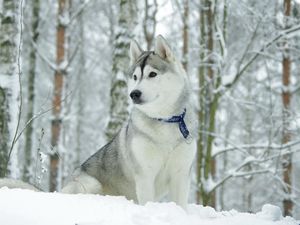 Preview wallpaper husky, dog, collar, snow, hunting