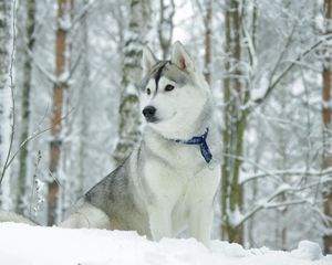 Preview wallpaper husky, dog, collar, snow, hunting