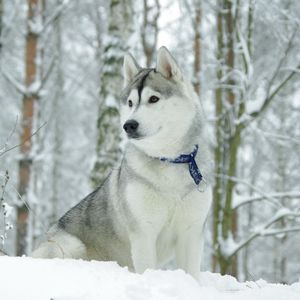 Preview wallpaper husky, dog, collar, snow, hunting