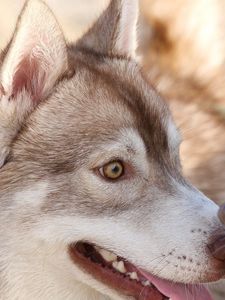 Preview wallpaper husky, dog, couple, surprise, face