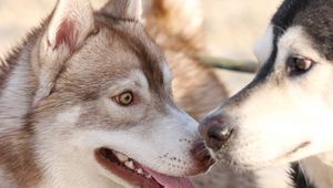 Preview wallpaper husky, dog, couple, surprise, face