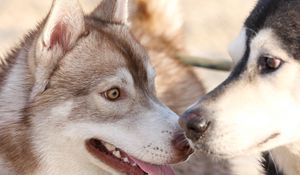 Preview wallpaper husky, dog, couple, surprise, face