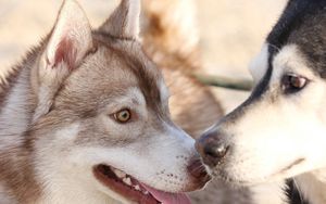 Preview wallpaper husky, dog, couple, surprise, face