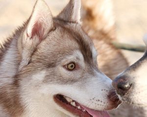 Preview wallpaper husky, dog, couple, surprise, face