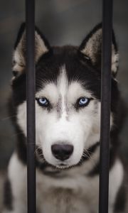 Preview wallpaper husky, dog, cute