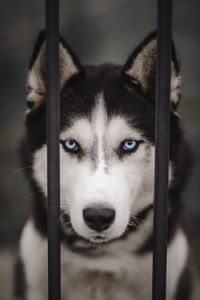 Preview wallpaper husky, dog, cute