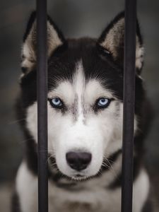 Preview wallpaper husky, dog, cute