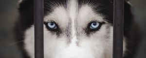 Preview wallpaper husky, dog, cute