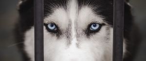 Preview wallpaper husky, dog, cute