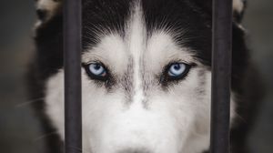 Preview wallpaper husky, dog, cute
