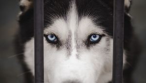 Preview wallpaper husky, dog, cute