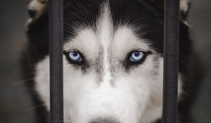 Preview wallpaper husky, dog, cute