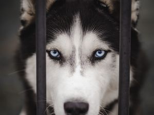 Preview wallpaper husky, dog, cute