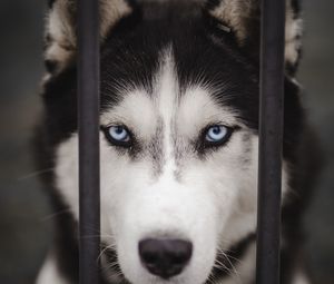 Preview wallpaper husky, dog, cute