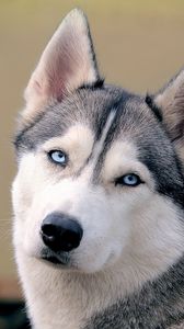 Preview wallpaper husky, dog, face, eyes