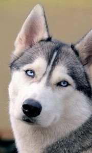 Preview wallpaper husky, dog, face, eyes