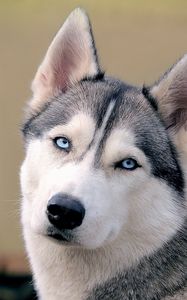 Preview wallpaper husky, dog, face, eyes