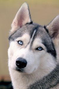 Preview wallpaper husky, dog, face, eyes