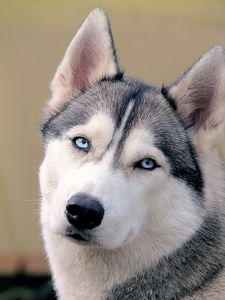 Preview wallpaper husky, dog, face, eyes