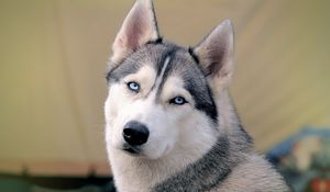 Preview wallpaper husky, dog, face, eyes