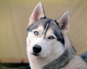 Preview wallpaper husky, dog, face, eyes