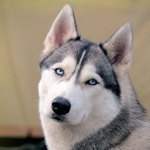 Preview wallpaper husky, dog, face, eyes