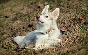 Preview wallpaper husky, dog, face, ears