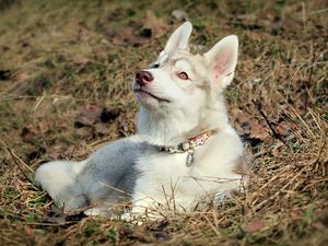 Preview wallpaper husky, dog, face, ears