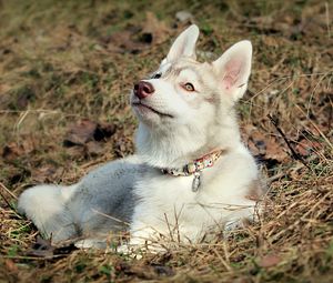 Preview wallpaper husky, dog, face, ears