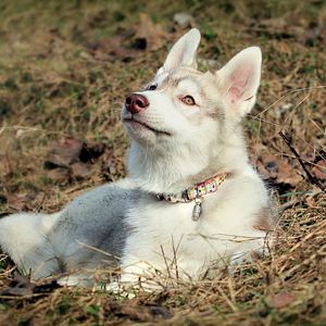 Preview wallpaper husky, dog, face, ears