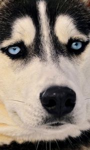 Preview wallpaper husky, dog, face, blue eyes, eyes