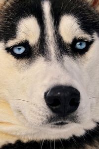 Preview wallpaper husky, dog, face, blue eyes, eyes