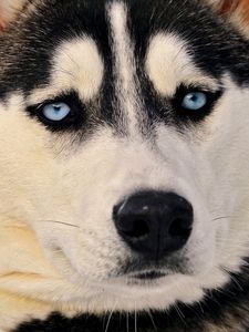 Preview wallpaper husky, dog, face, blue eyes, eyes