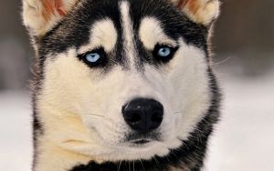 Preview wallpaper husky, dog, face, blue eyes, eyes