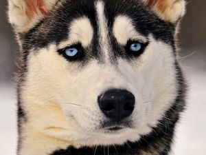 Preview wallpaper husky, dog, face, blue eyes, eyes