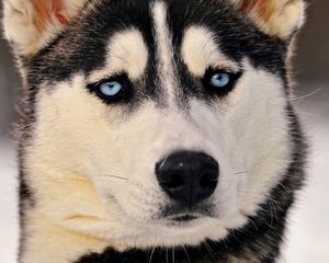 Preview wallpaper husky, dog, face, blue eyes, eyes