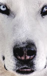 Preview wallpaper husky, dog, face, eyes, spotted