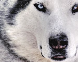 Preview wallpaper husky, dog, face, eyes, spotted
