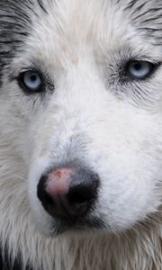 Preview wallpaper husky, dog, face, wet