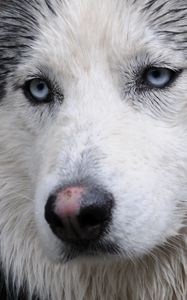 Preview wallpaper husky, dog, face, wet