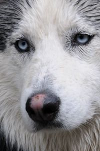 Preview wallpaper husky, dog, face, wet