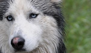 Preview wallpaper husky, dog, face, wet