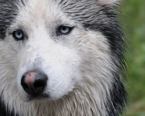 Preview wallpaper husky, dog, face, wet