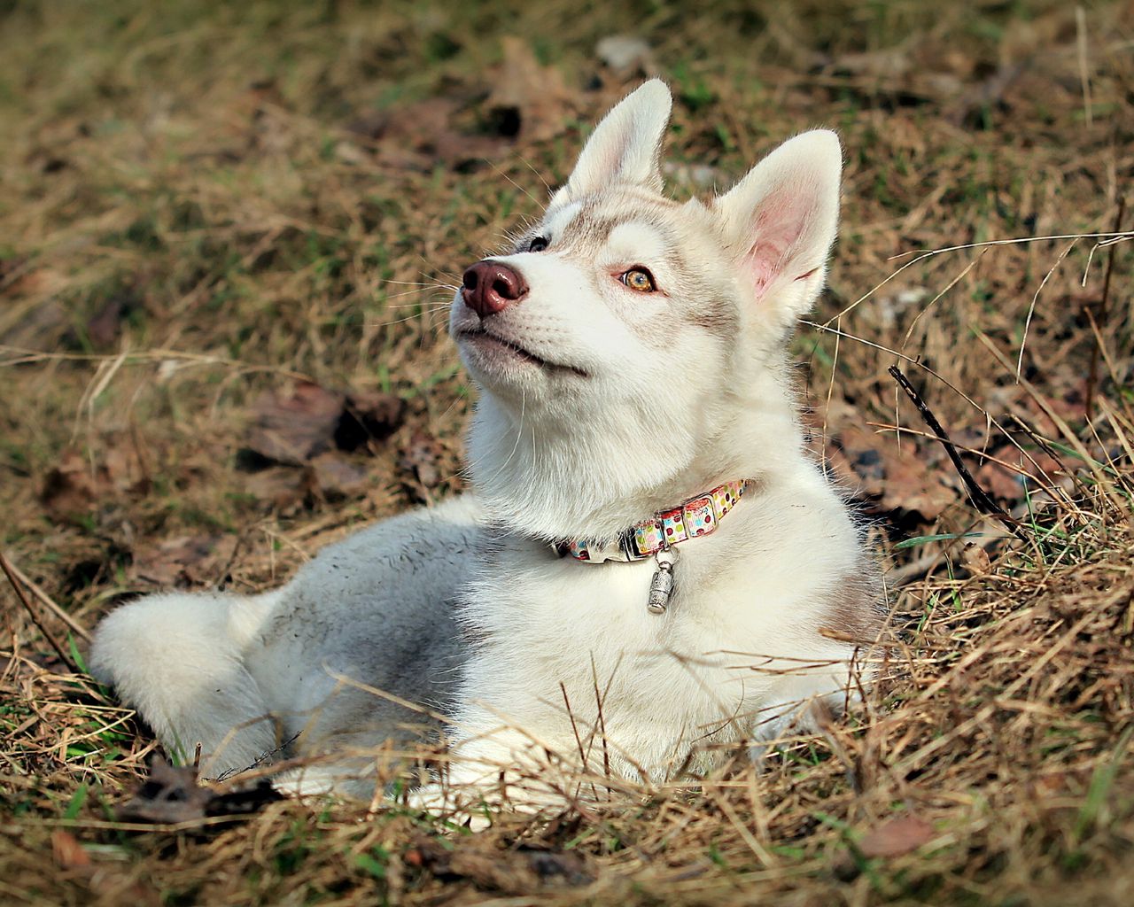 Download wallpaper 1280x1024 husky, dog, face, ears standard 5:4 hd ...