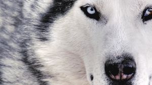 Preview wallpaper husky, dog, face, eyes, spotted