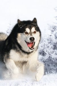 Preview wallpaper husky, dog, fluffy, face, hair