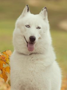 Preview wallpaper husky, dog, forest, tree, branch, autumn